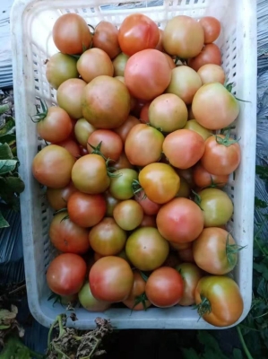 赤峰4個(gè)番茄基地電話號(hào)碼-第1張圖片