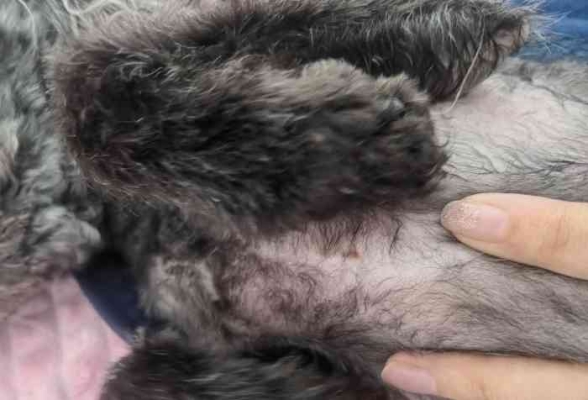 赤峰麥兜寵物店地址電話號碼-第1張圖片