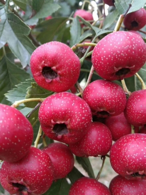 赤峰沃金羊苗基地電話號(hào)碼-第1張圖片