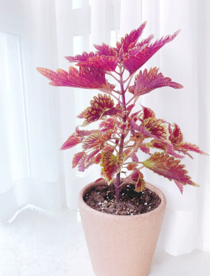 赤峰盆栽彩葉草商家電話地址-第1張圖片