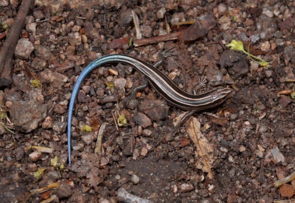 赤峰爬蟲市場地址電話號碼查詢-第1張圖片