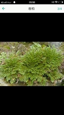 赤峰鮮草工廠電話地址是多少號-第1張圖片