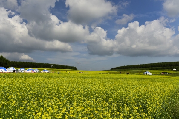 赤峰新城油菜花景區(qū)電話號碼-第1張圖片