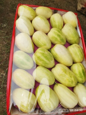 赤峰賣香瓜的地方電話號碼是多少-第1張圖片