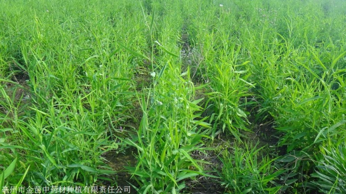 赤峰青儲種子種植基地電話號碼-第1張圖片