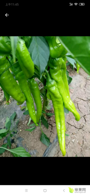 赤峰辣椒苗場電話號碼多少號-第1張圖片