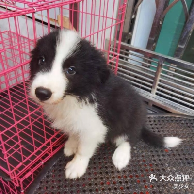 赤峰哇塞寵物店電話號(hào)碼查詢-第1張圖片