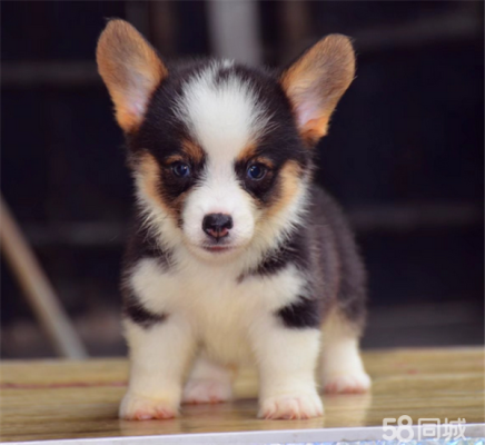 赤峰寵物狗柯基出售電話號碼-第1張圖片