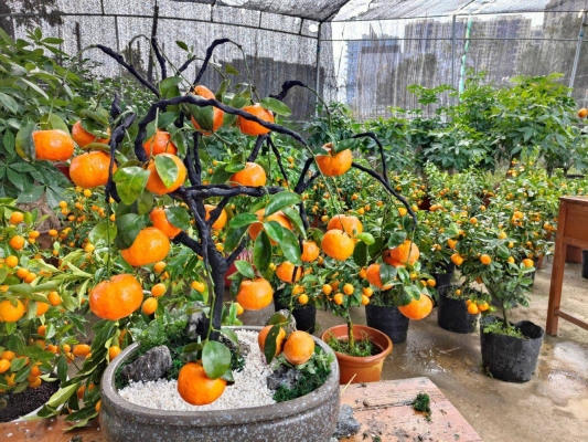 赤峰千村花藝電話號(hào)碼查詢-第1張圖片