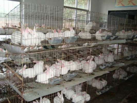 赤峰養(yǎng)殖肉兔合作社電話號碼-第1張圖片