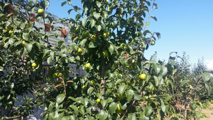 赤峰樹云農(nóng)家院訂餐電話號(hào)碼-第1張圖片