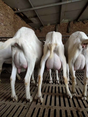 赤峰羊奶實(shí)體店電話多少號(hào)-第1張圖片