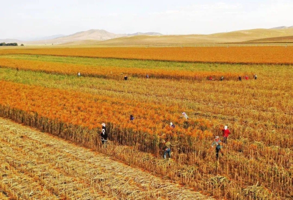 赤峰愛蓓寧幼兒園電話多少-第1張圖片