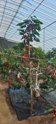 赤峰櫻桃團購電話多少號碼-第1張圖片