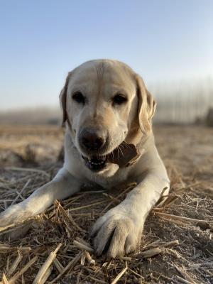 赤峰拉布拉多回收店電話號碼-第1張圖片
