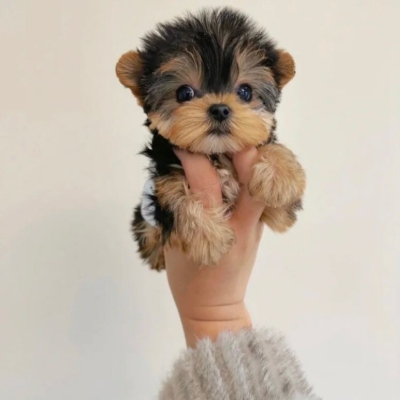 赤峰耐思寵物店地址電話號(hào)碼-第1張圖片