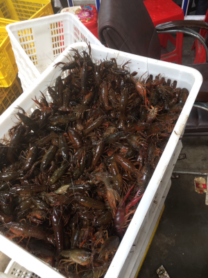 赤峰小龍蝦送貨上門電話號碼-第1張圖片