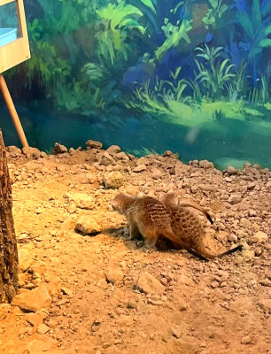 赤峰紅山花卉動物園電話號碼-第1張圖片