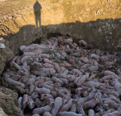 赤峰市附近種豬場電話號(hào)碼-第1張圖片