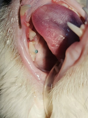 赤峰截冠手術(shù)醫(yī)院電話是多少號-第1張圖片