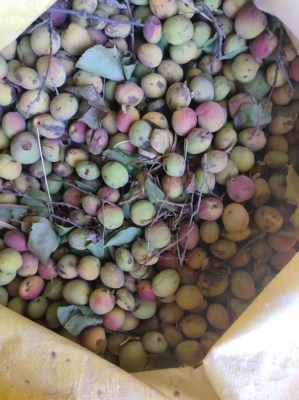 赤峰野山葡萄批發(fā)電話號碼查詢-第1張圖片