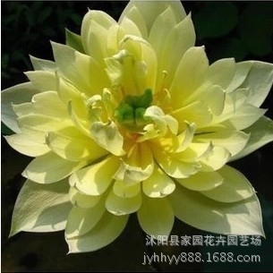 赤峰花卉種球網(wǎng)袋批發(fā)電話號(hào)碼-第1張圖片