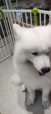 赤峰奈斯寵物店電話地址查詢-第1張圖片