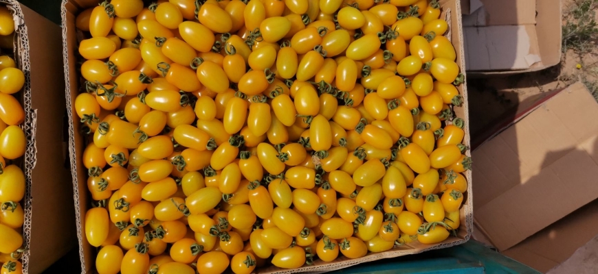 赤峰賣(mài)小柿子的電話號(hào)碼是多少-第1張圖片