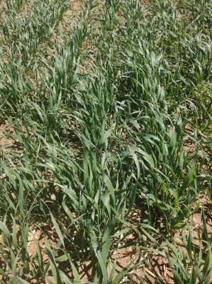 赤峰燕麥草收購(gòu)商家電話號(hào)碼-第1張圖片