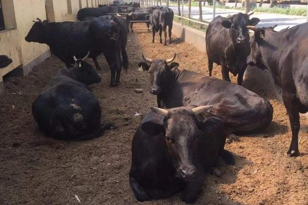 赤峰黑牛養(yǎng)殖場地址電話號碼-第1張圖片