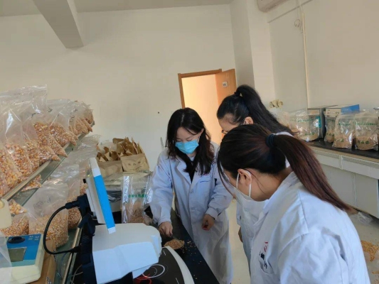 赤峰烘干小麥種植基地電話號碼-第1張圖片