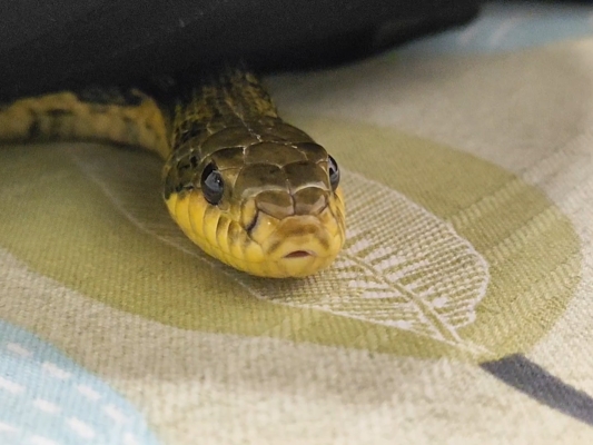 赤峰兔唇理發(fā)師電話號碼查詢-第1張圖片