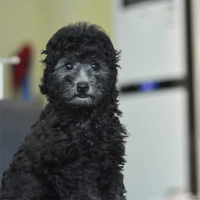 赤峰灰泰迪寵物店電話號碼-第1張圖片