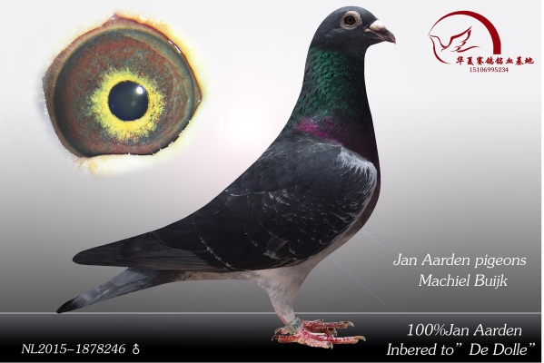 赤峰賽鴿出售信息網(wǎng)站電話號碼-第1張圖片