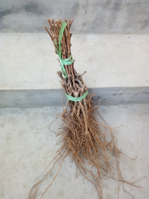 赤峰葡萄苗嫁接苗銷售電話號(hào)碼-第1張圖片