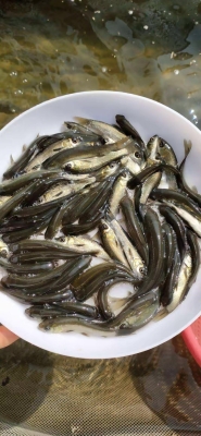 赤峰青魚苗養(yǎng)殖生產(chǎn)商電話號(hào)碼-第1張圖片