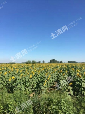 內(nèi)蒙古赤峰附近水澆地-第1張圖片