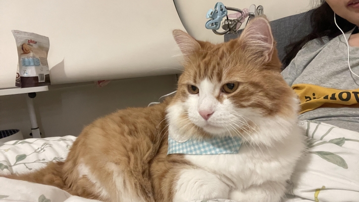 赤峰橘貓咖啡館地址電話號碼-第1張圖片