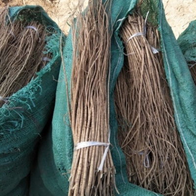 赤峰黃芪加工廠家電話號(hào)碼-第1張圖片