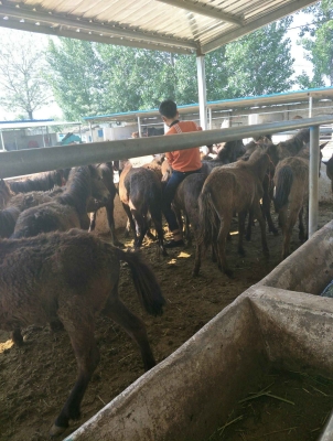 赤峰矮馬養(yǎng)殖廠地址電話號碼-第1張圖片