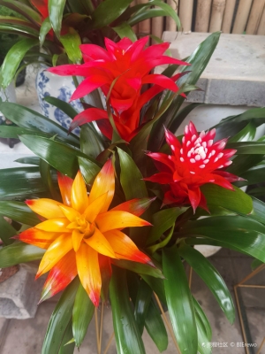 赤峰花市在哪-第1張圖片