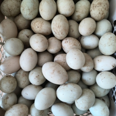 赤峰買(mǎi)小鴨子的地方電話號(hào)碼-第1張圖片