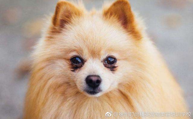 松獅美容赤峰店電話號(hào)碼查詢-第1張圖片