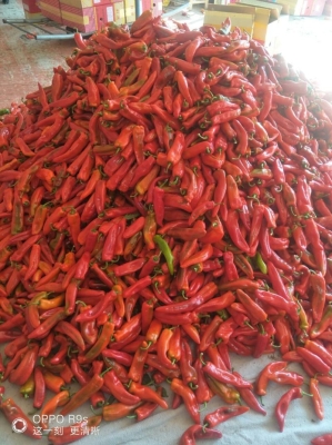 赤峰冷棚施工團隊名單電話號碼-第1張圖片