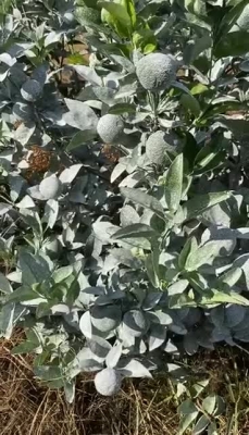 赤峰牛糞出售最新消息電話號(hào)碼-第1張圖片