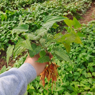 赤峰百部種苗基地電話號(hào)碼-第1張圖片
