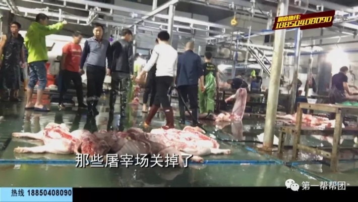 赤峰敖漢生豬屠宰場(chǎng)電話是多少-第1張圖片