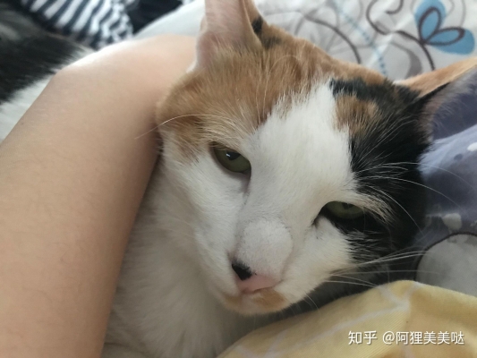 赤峰寵物市場土貓電話地址查詢-第1張圖片