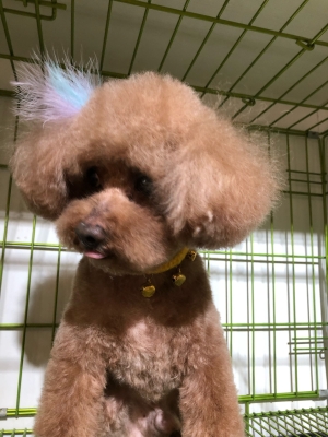 赤峰佳貝寵物生活館電話號碼-第1張圖片