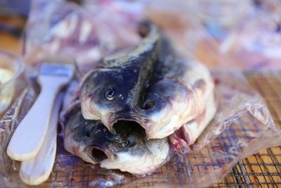 赤峰收龜商家電話號(hào)碼多少-第1張圖片